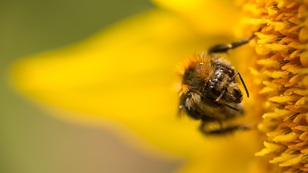 Bee