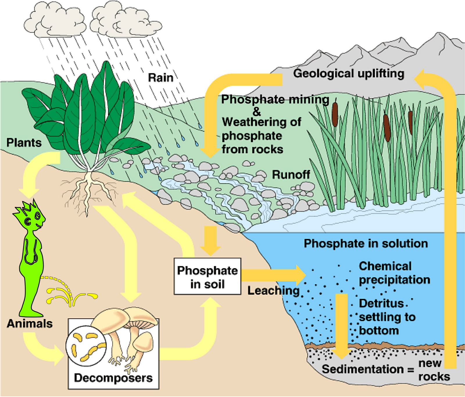 Phosphorus Cycle Steps Explained