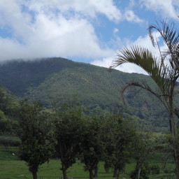 Organic Coffee in Costa Rica: A Battle of David vs. Goliath?