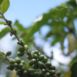 Climate Change is Felt in Costa Rica! An Example from Coffee Producers.