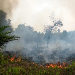 Indonesia’s Forest Fires: Is Ag To Blame?